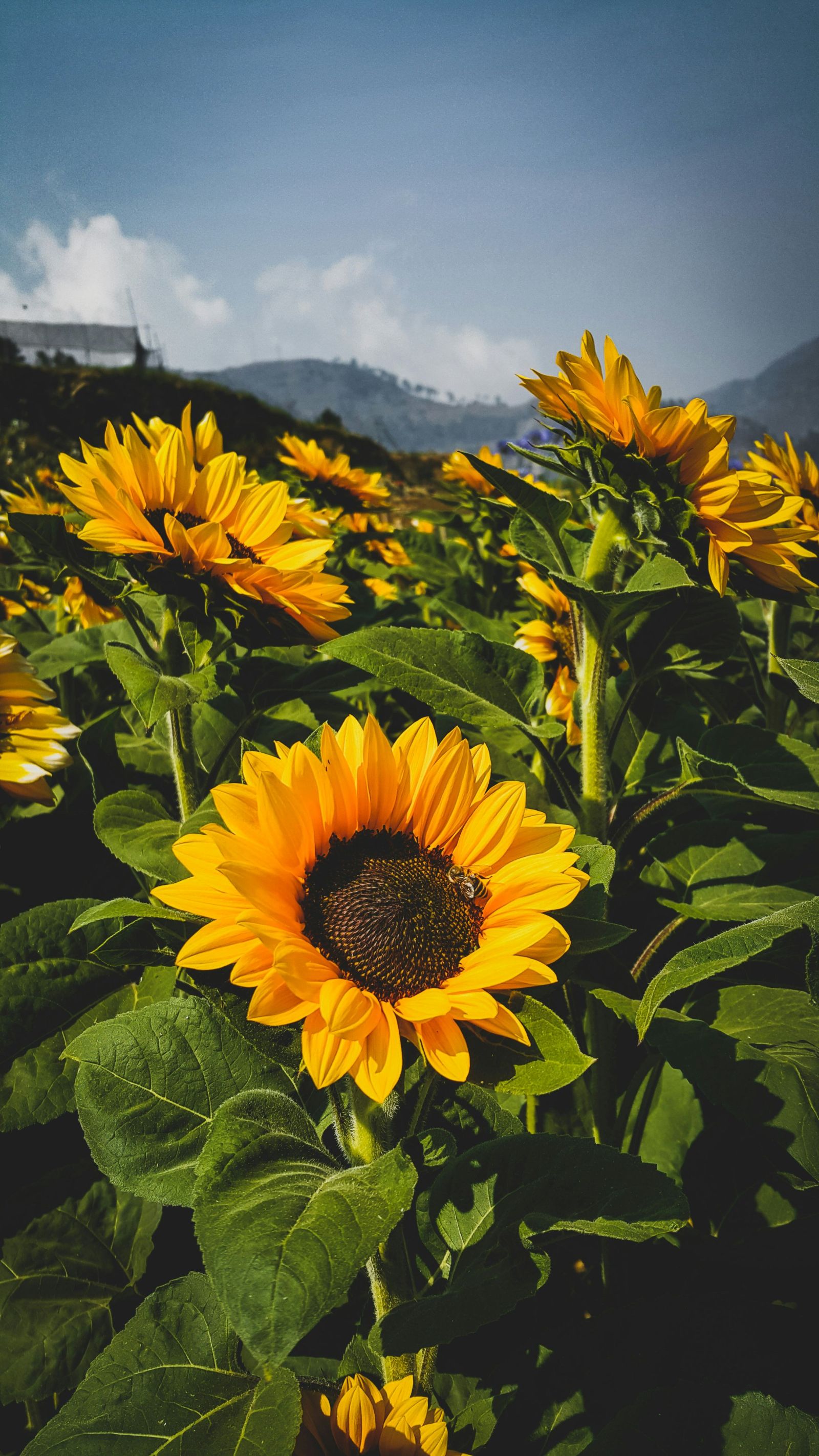 A field of sunflowers in bloom