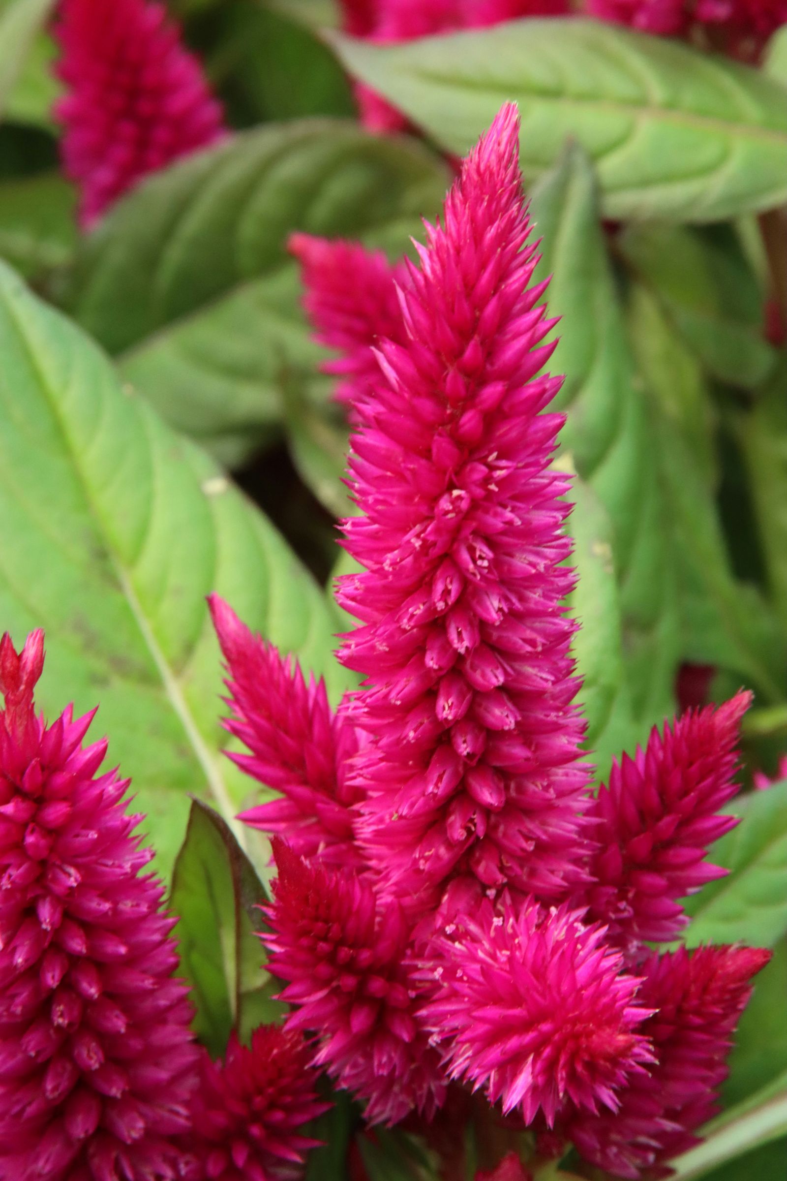 Celosia