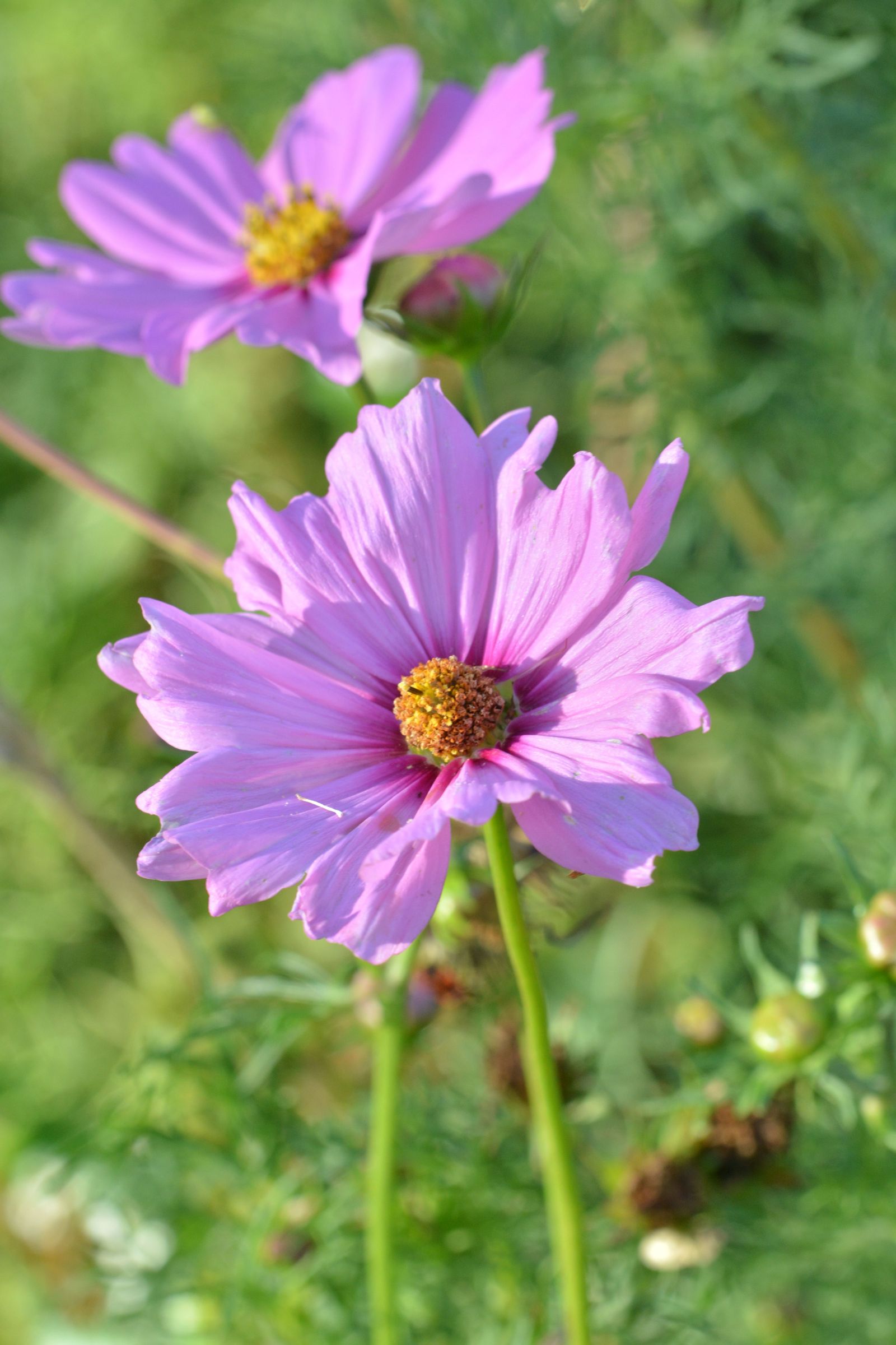Cosmos