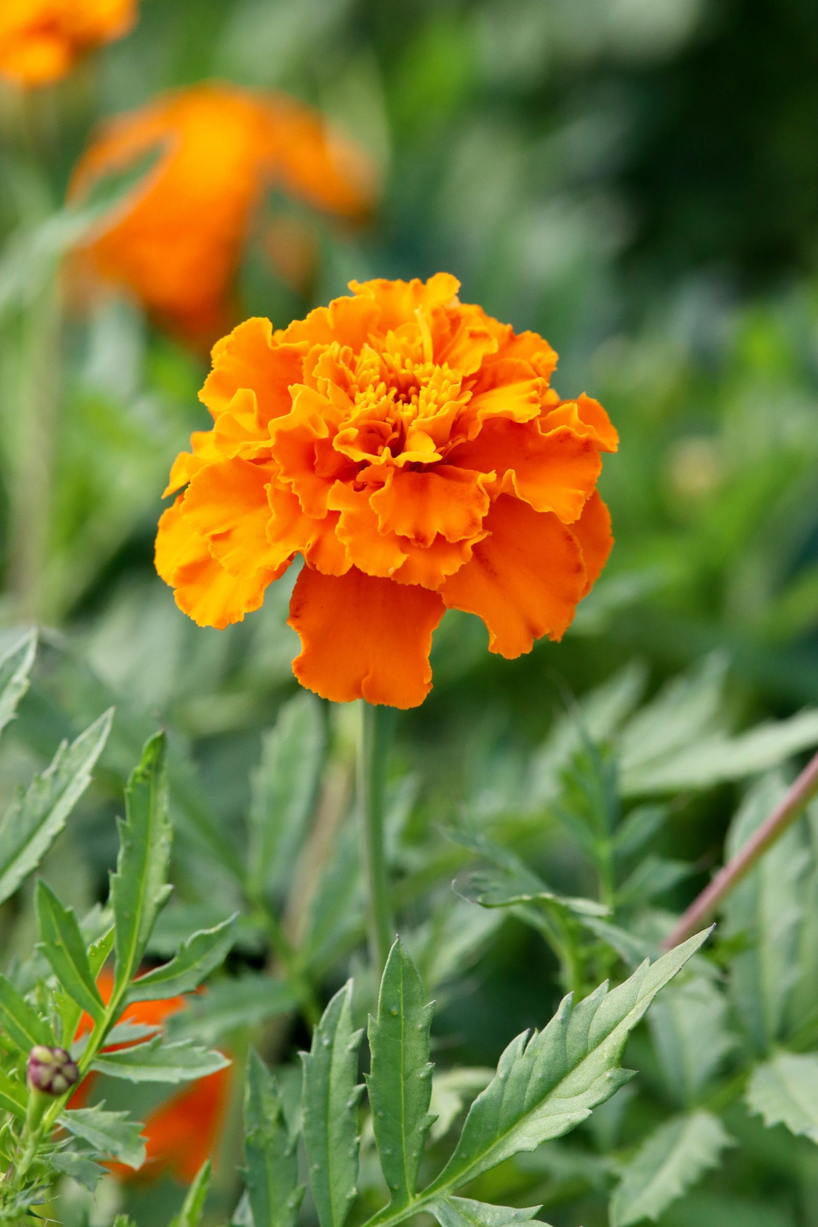 Marigolds