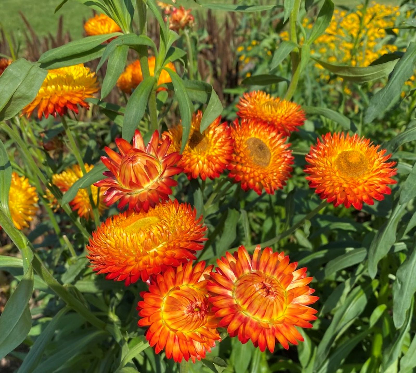 Strawflower