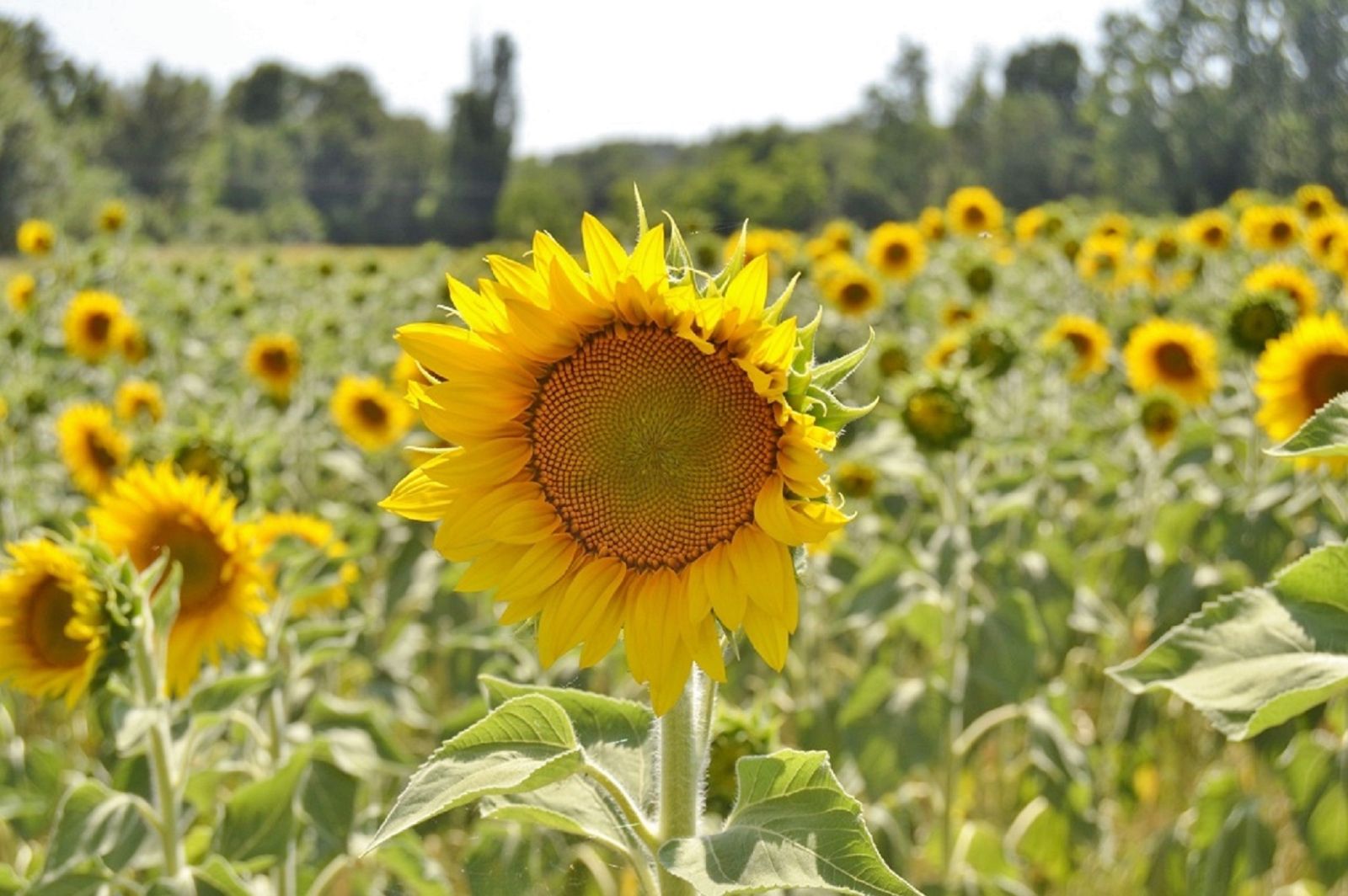 Sunflowers