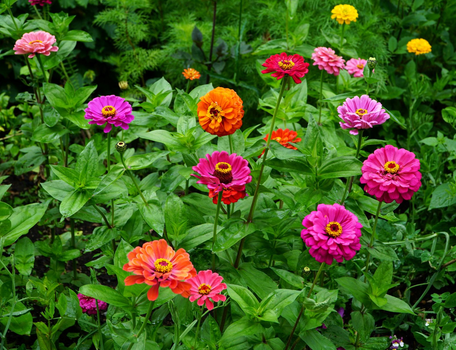 Zinnias